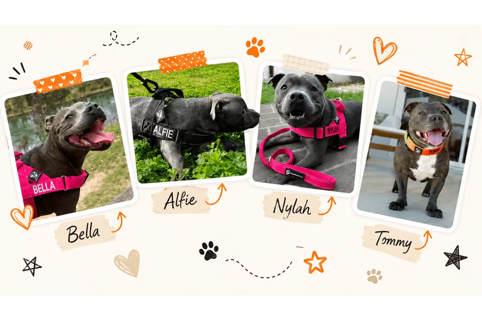 Happy Staffy dogs Bella, Alfie, Nylah and Tommy displayed in a playful scrapbook-style collage