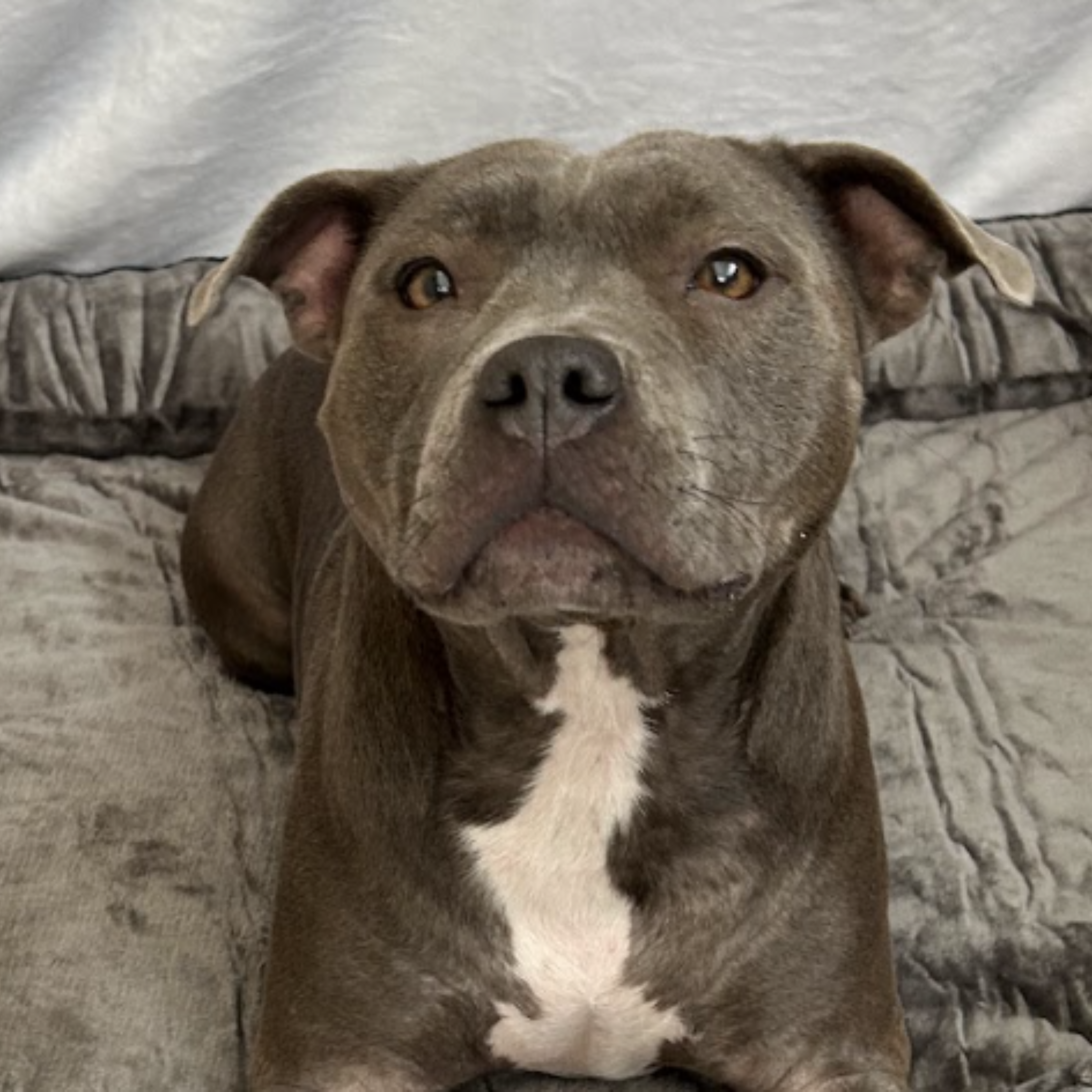 5 Skincare Solutions For Your Staffy!