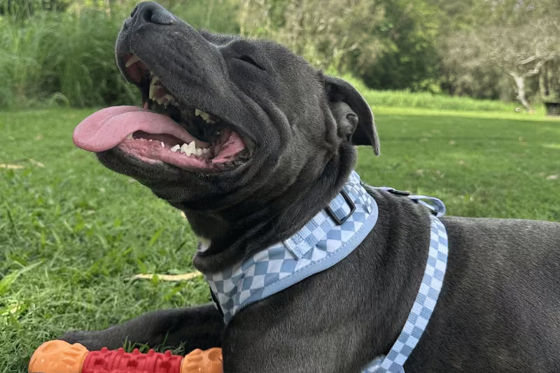 Why Is My Dog Panting So Much? Causes, Warning Signs, and When to Worry