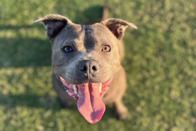 Happy grey staffy close-up on grass, tongue out and eye contact, ideal for calm training and barking control