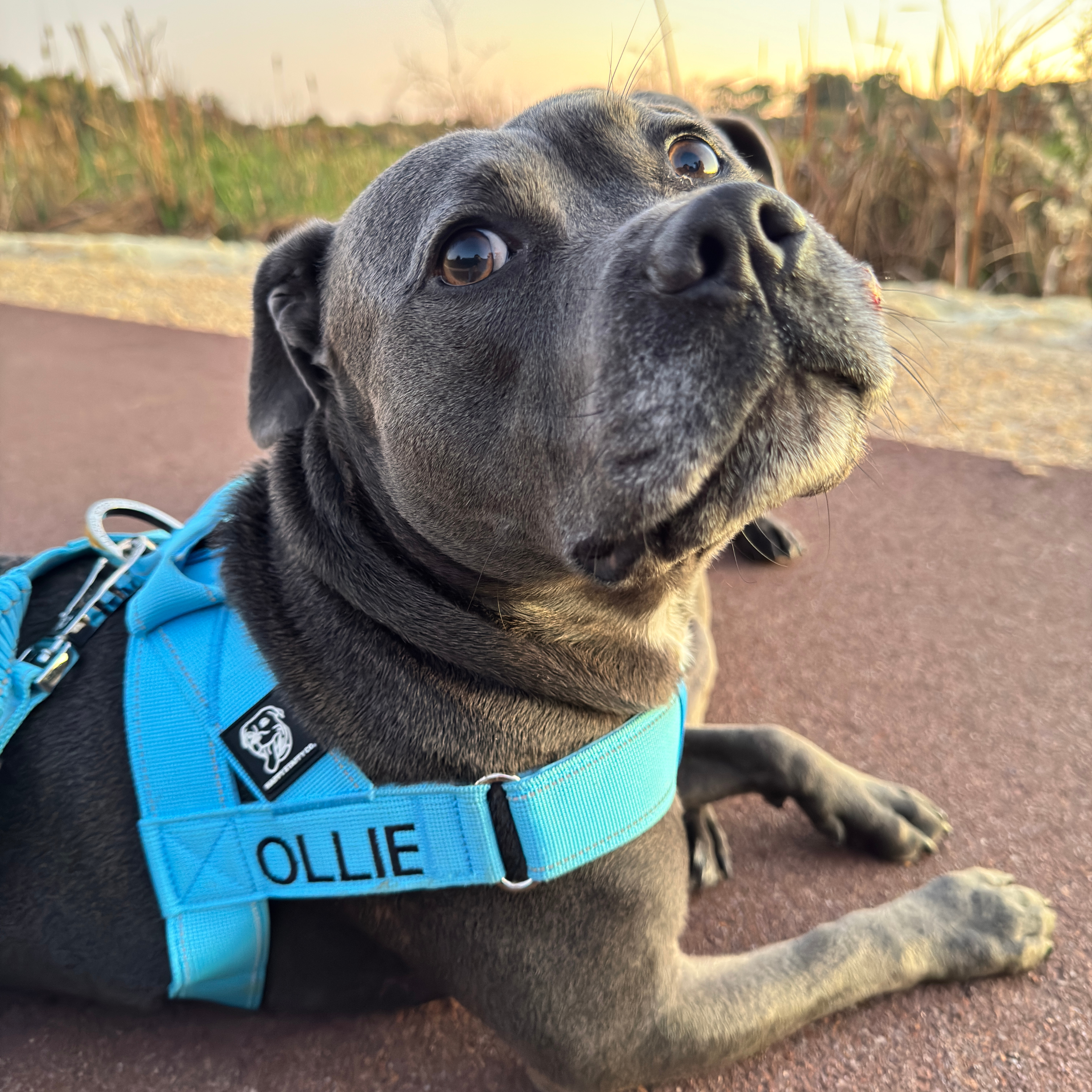 How to Handle Separation Anxiety in Dogs: Proven Solutions for Calmer Goodbyes