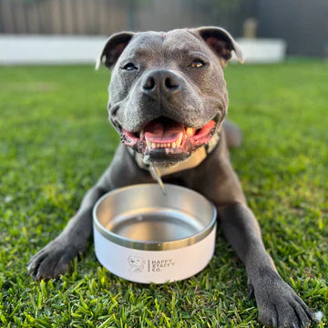 Choosing the Best Material for Dog Bowls: A Guide to Healthy and Safe Feeding of Your Pet
