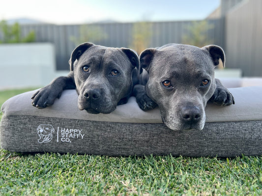 How to Choose the Best Bed for Staffies with Joint Issues
