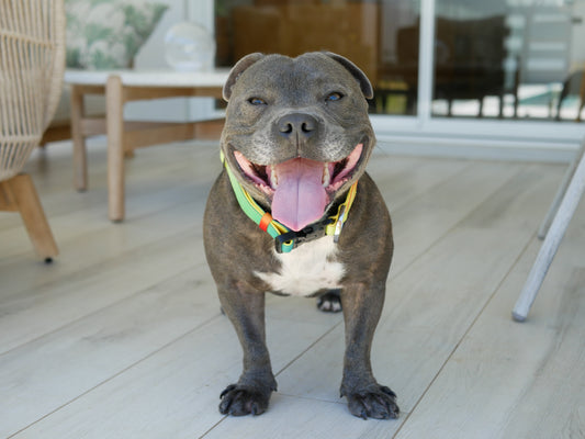 At Home with Tommy & Holly