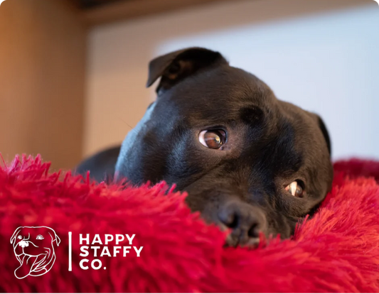 HOW TO EASE STAFFY SEPARATION ANXIETY