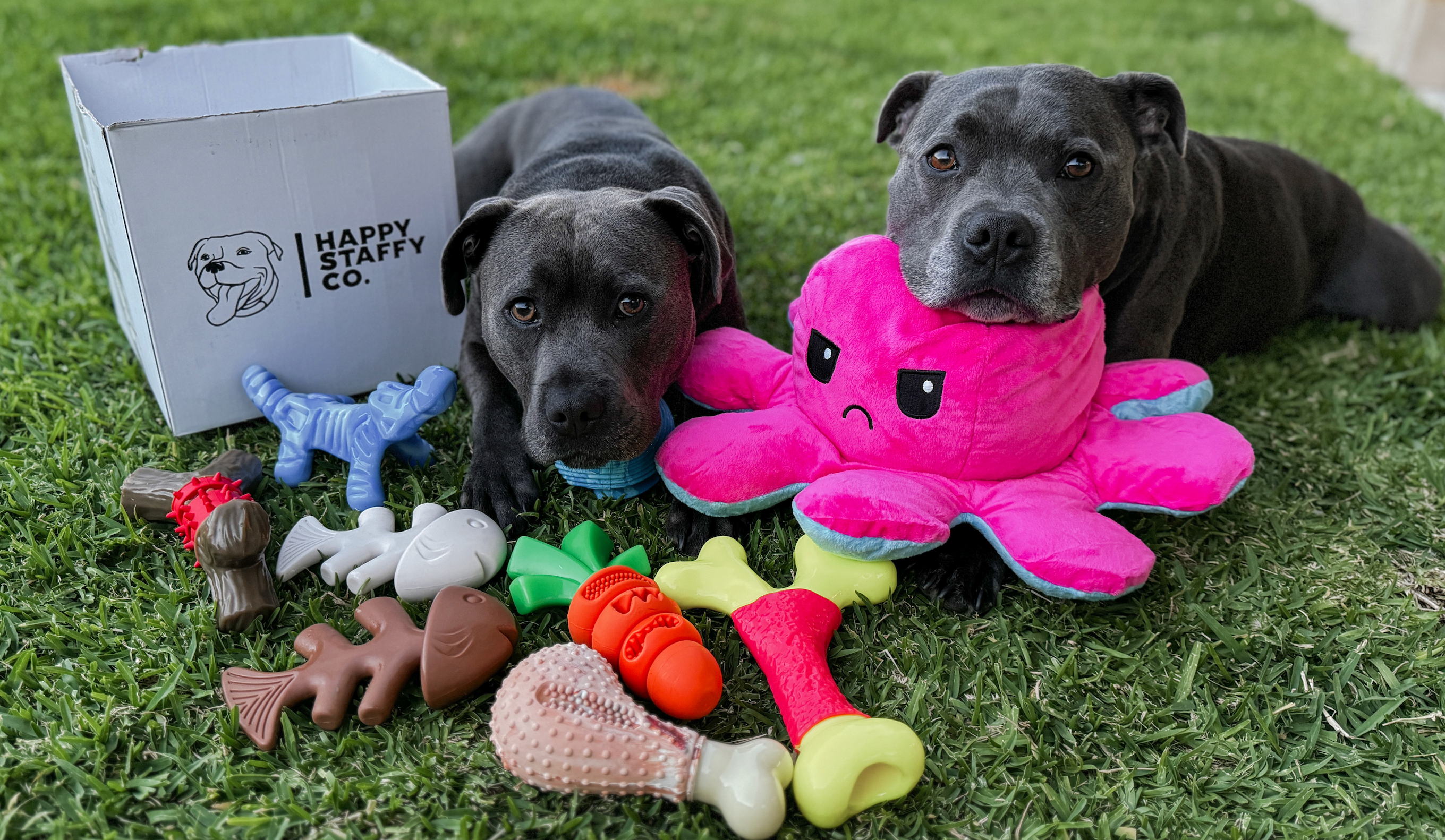 At Home with Archie & Ollie – Happy Staffy Co.