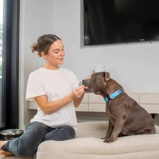 7 Fun Things to Do with Your Dog on a Rainy Day