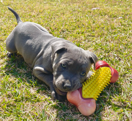 How to train a Staffy