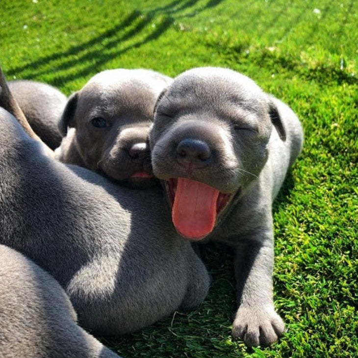 Is the Staffordshire Bull Terrier the Right Dog for Your Home?
