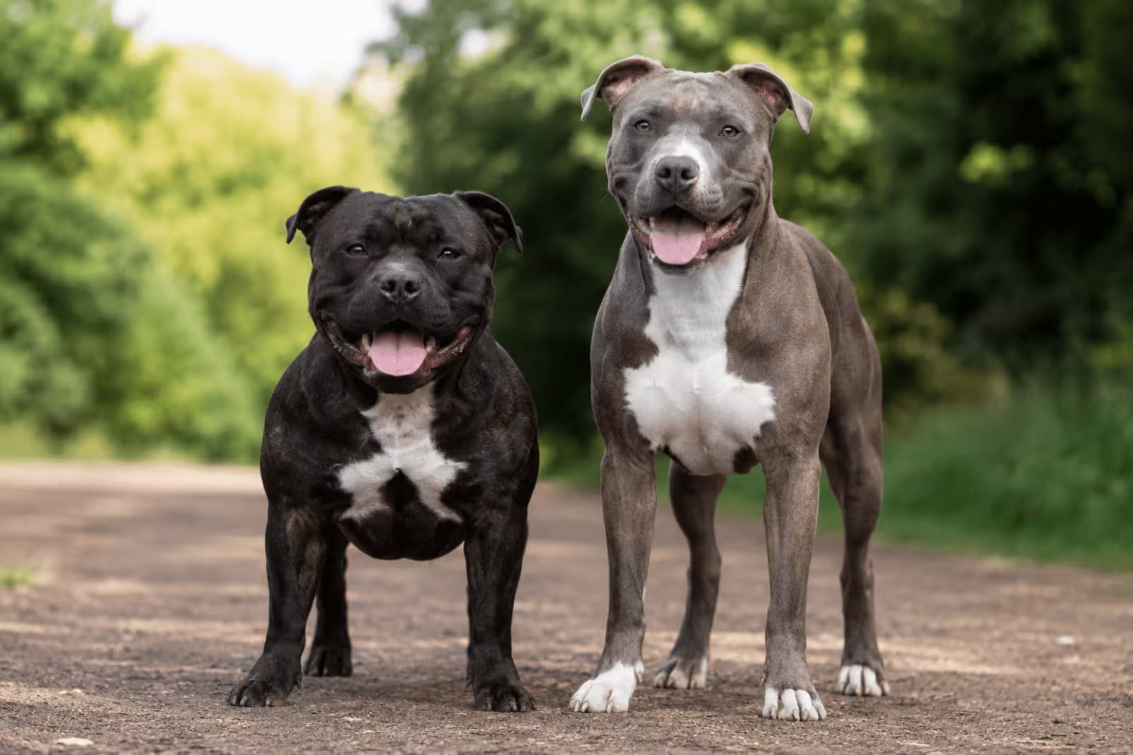 Staffordshire Bull Terrier and American Pit Bull Terrier standing together outdoors