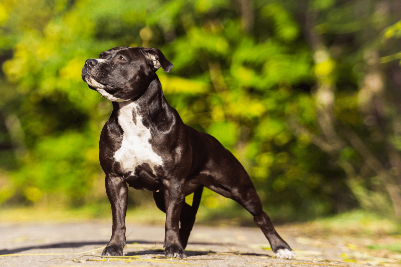 Staffordshire Bull Terrier standing alert outdoors on a sunlit path with green foliage background