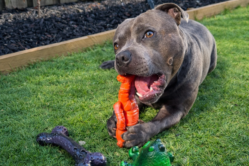9 Best Tough Dog Toys in Australia: Durable Picks for Power Chewers