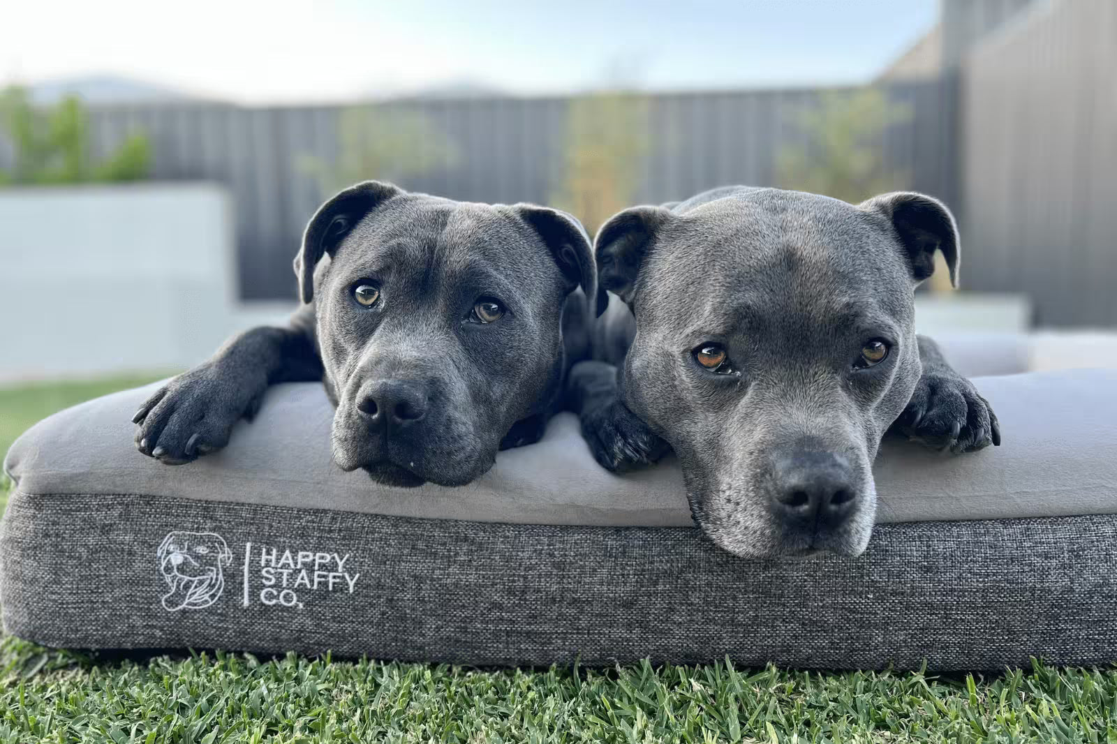 Two grey Staffy dogs resting side by side on a Happy Staffy Co orthopaedic dog bed outdoors