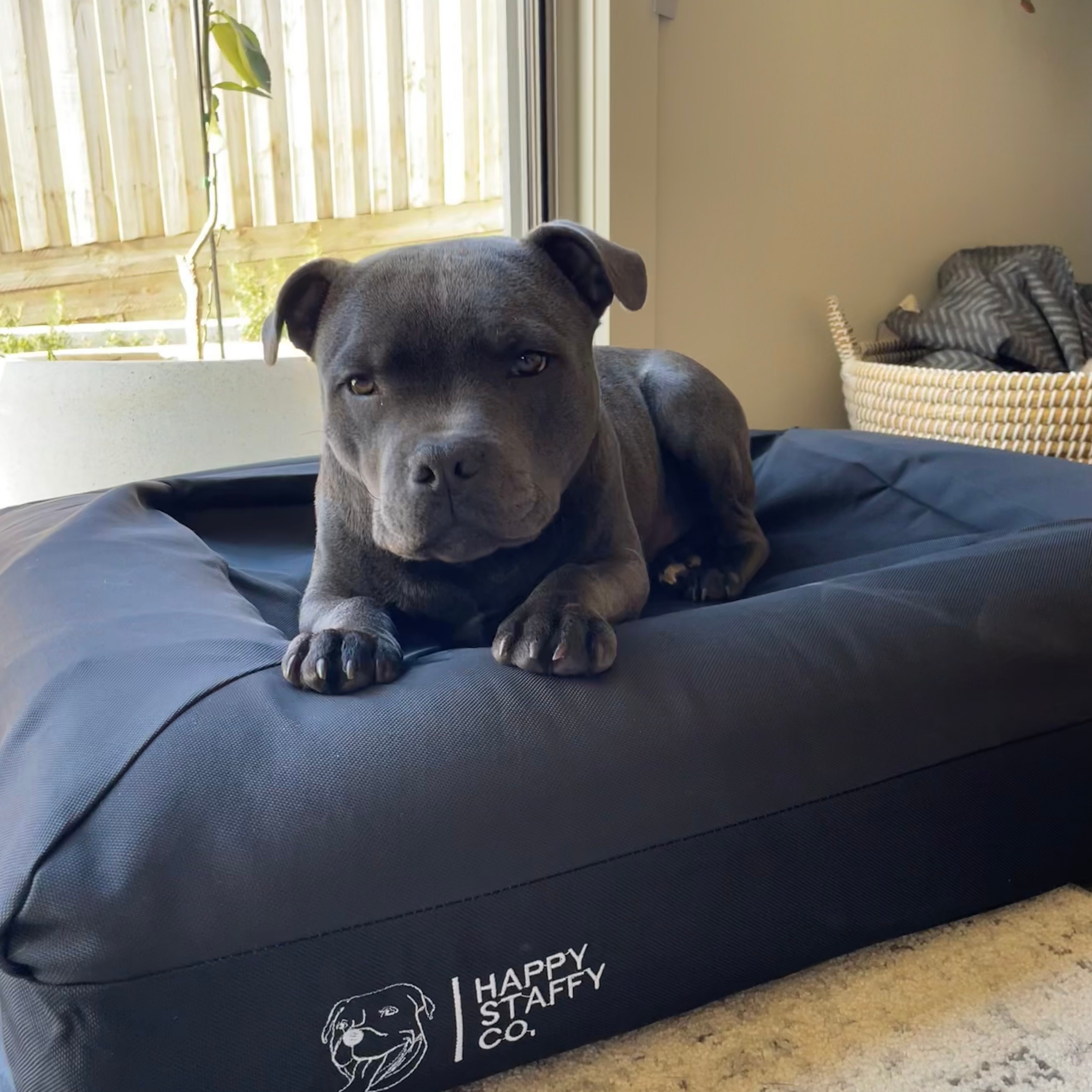 Why Do Dogs Dig? Understanding and Managing the Behaviour