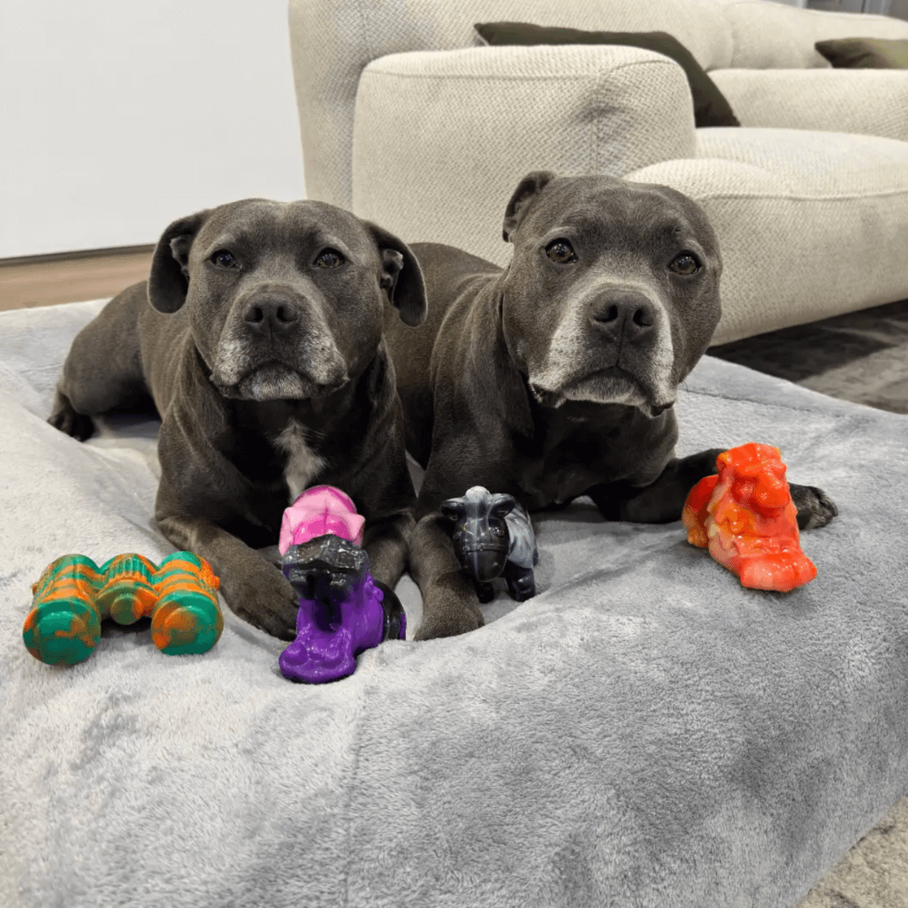 Why Dogs Hoard Toys (and What It Says About Their Behaviour)