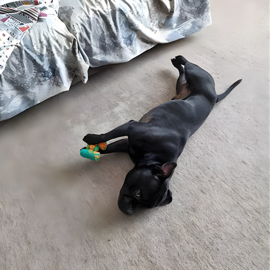 Why Dogs Refuse to Sleep in Their Beds (And How to Fix It)