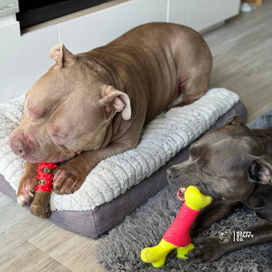 Must-Have Staffy Toys for Happy Dogs