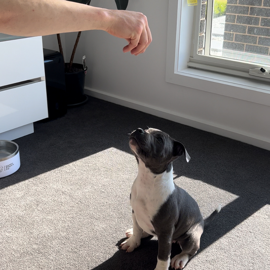 Teaching Your Dog Basic Manners at Home: Quick Tips for Pet Parents