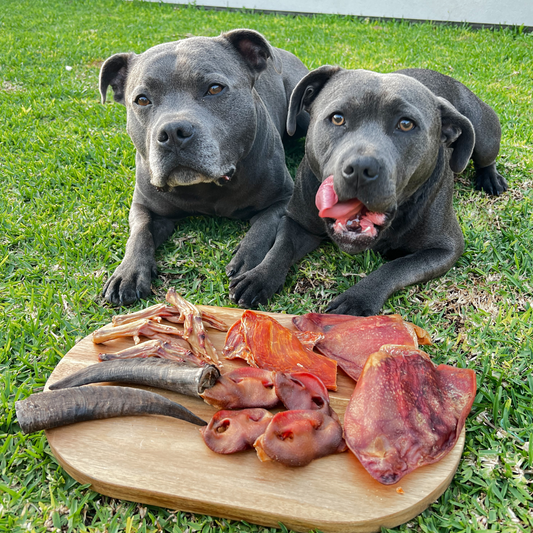 5 Ways Our Aussie Made Treats Will Improve Your Pup's Health