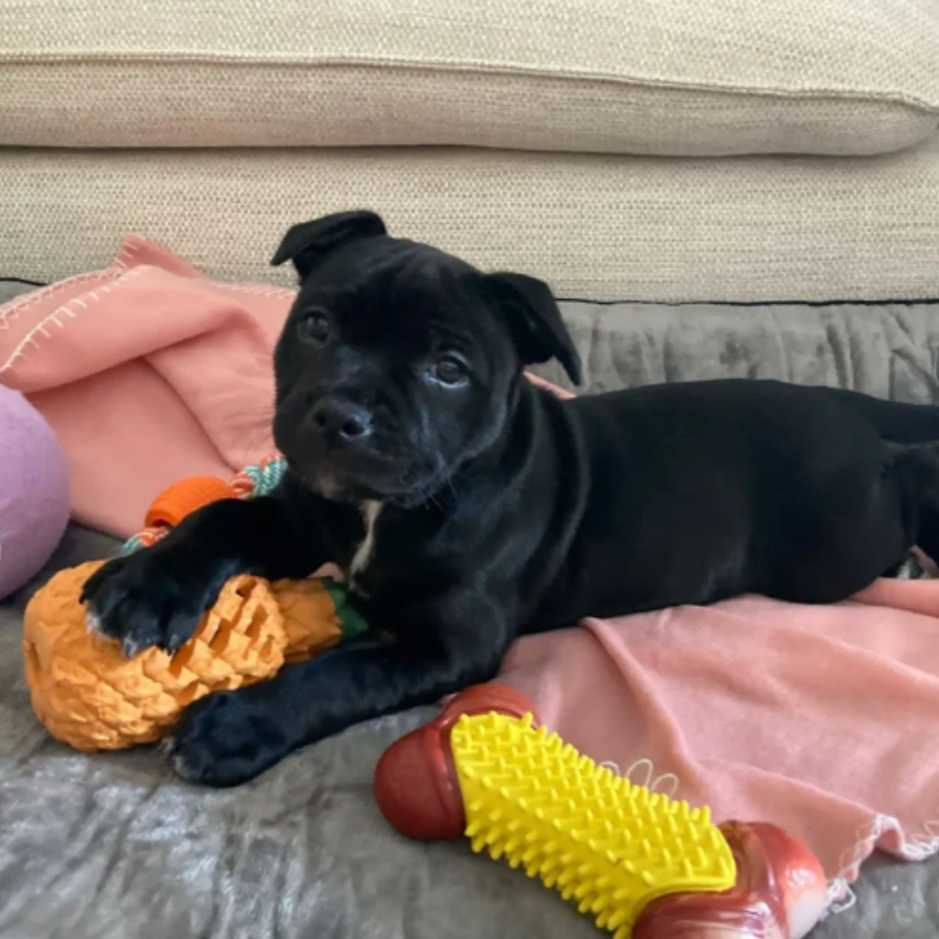 Interactive Dog Toys