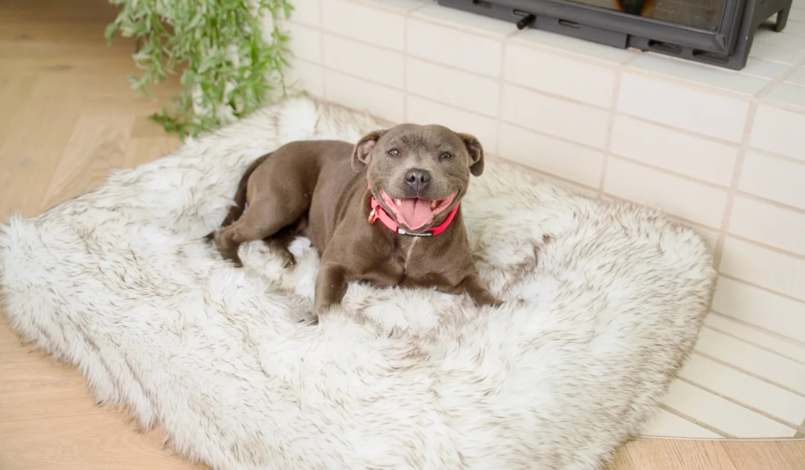 Dog Beds