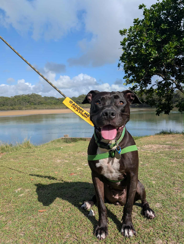 Nova
