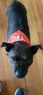 I Ruff You Bandana