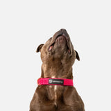 Durable Staffy Collar