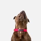 Durable Staffy Collar