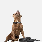 Durable Staffy Collar