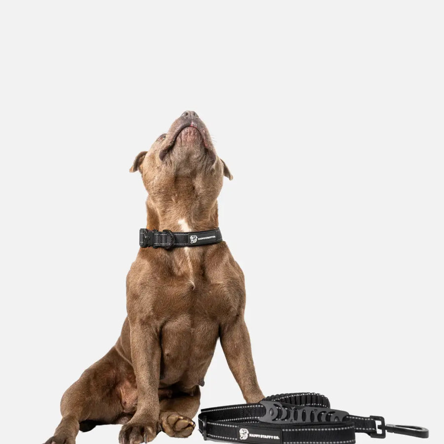 Durable Staffy Collar