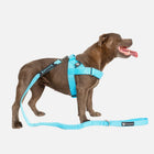 Walkies Starter Pack