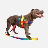 Walkies Starter Pack