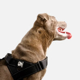 Walkies Starter Pack