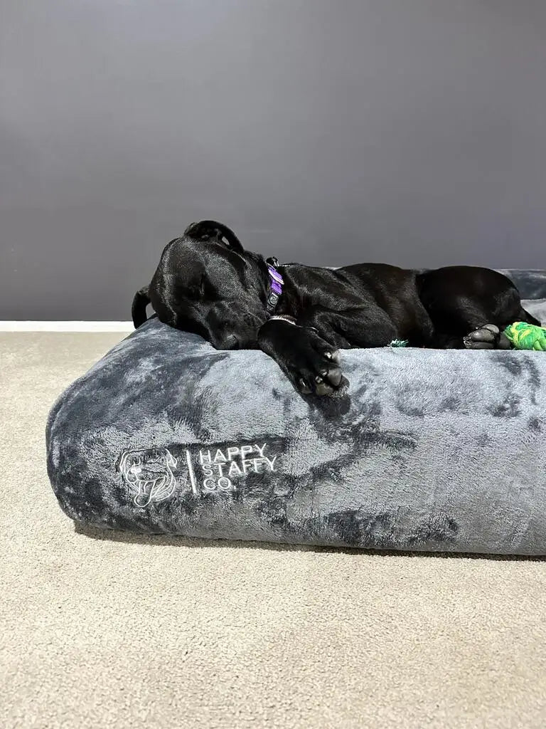 Dog sleeping on orthopedic memory foam bed with soft pullover blanket cover