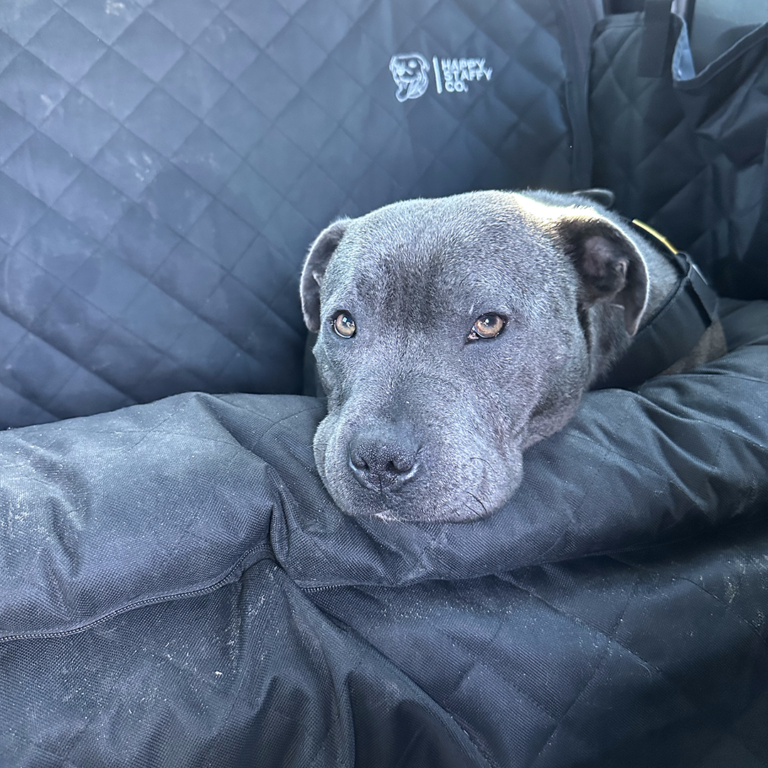 Premium Car Seat Protector