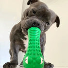 Dog chewing the Crocodile Dental Chew dog toy from a front-facing angle.