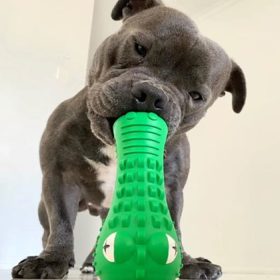 Dog chewing the Crocodile Dental Chew dog toy from a front-facing angle.