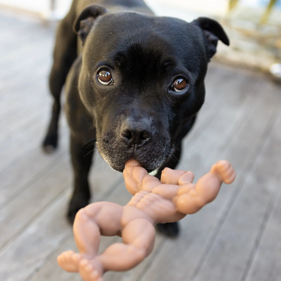 Staffy Schwarzenegger photo 9