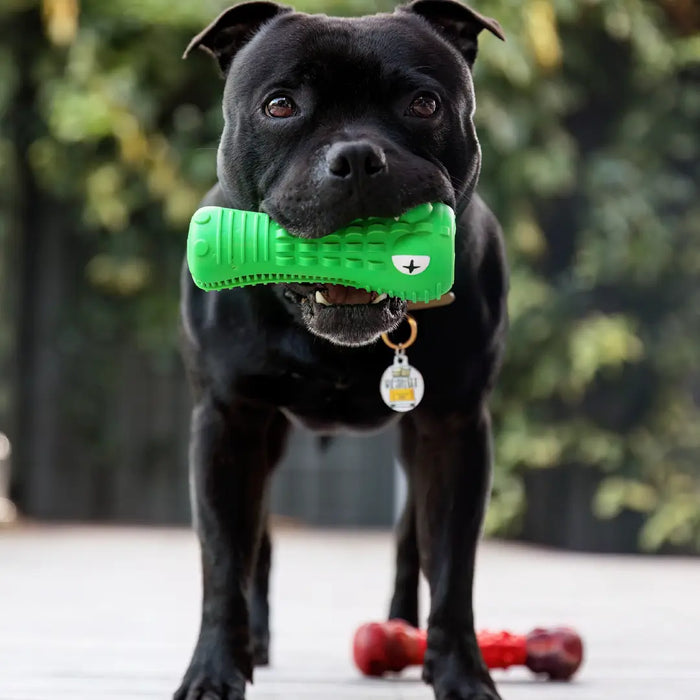 Dog carrying the green Crocodile Dental Chew dog toy outdoors.