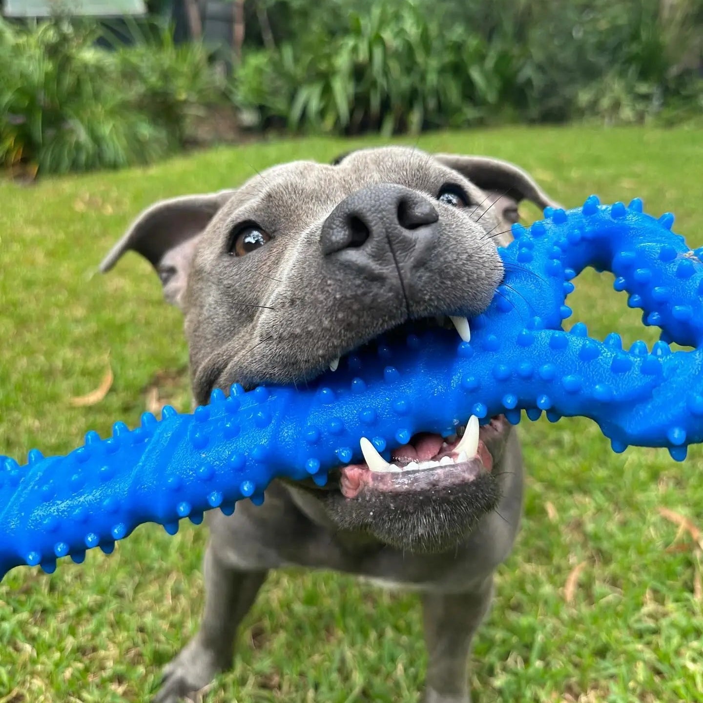 Squeaky Fish Shop Australia's Best Dog Toys Your Pet Will Love – Happy Staffy Co.