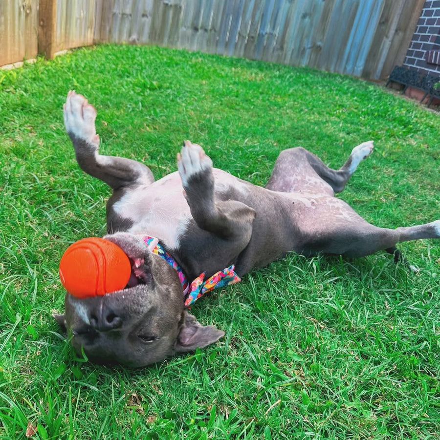 Dog laying on grass upside down playing with an orange Duraball toy