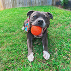 Dog laying on grass smiling with orange Duraball toy in mouth