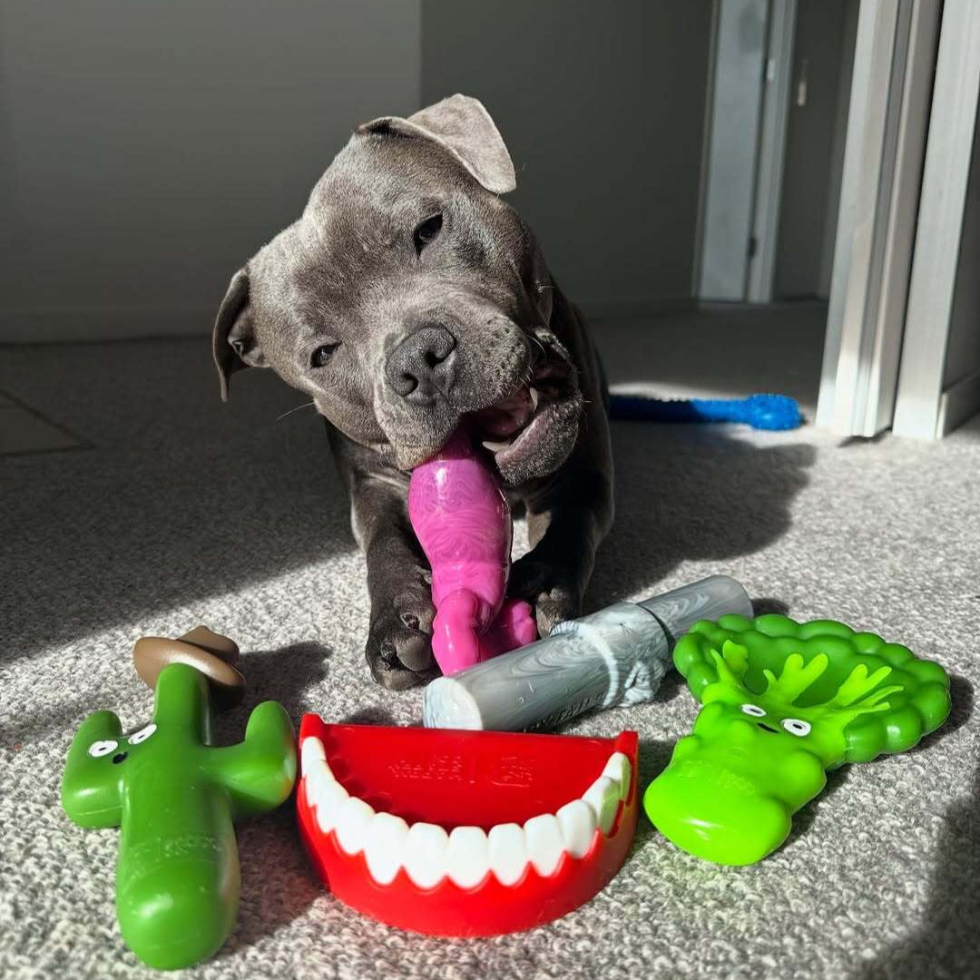Treat & Toy Combo (Chewzilla® Certified)