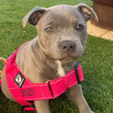 Staffy Harness