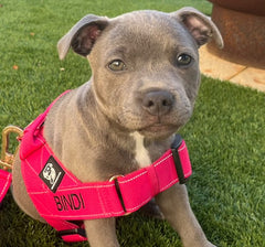 Staffy Harness