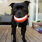 Dog biting Chatter Chompers dog toy while standing on a patio.