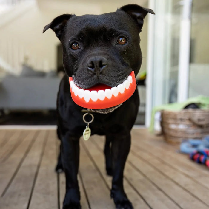 Dog biting Chatter Chompers dog toy while standing on a patio.