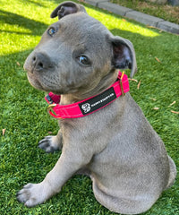 Durable Staffy Collar