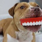 Dog laying with Chatter Chompers dog toy in its mouth.